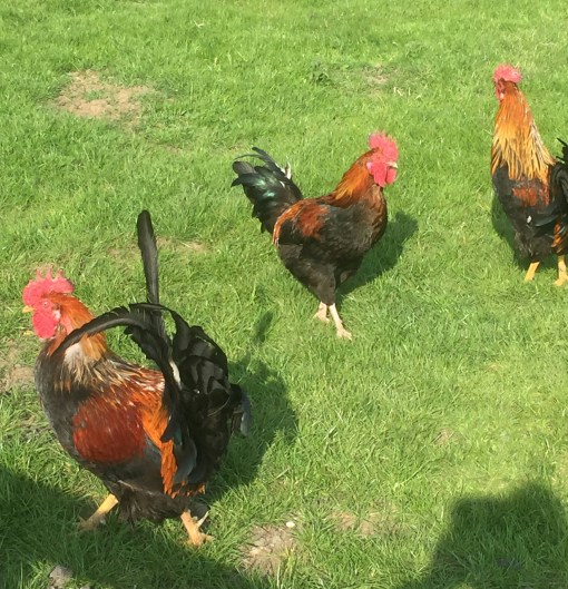 chickens.jpg